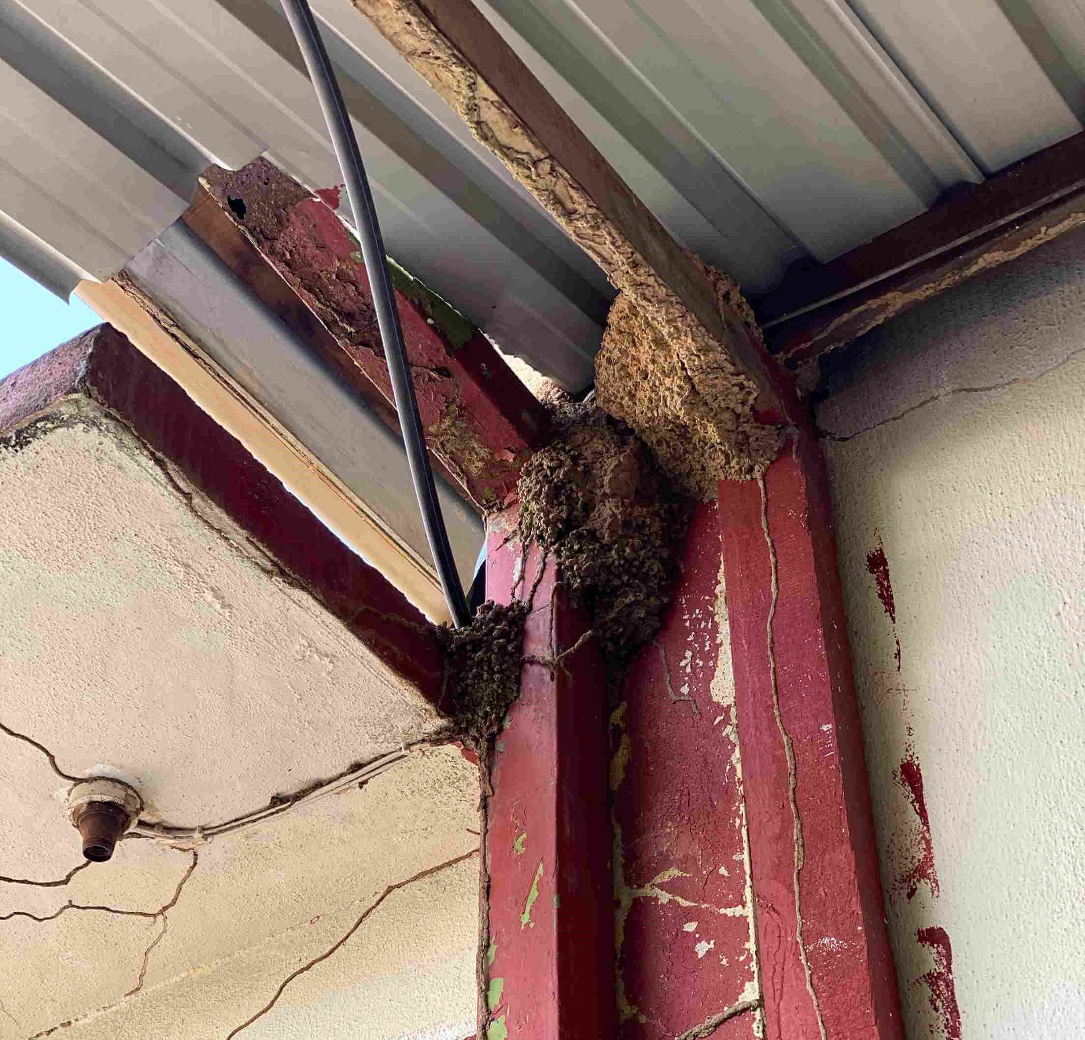 Termite infestation at the ceiling corner before termite pest control treatment.