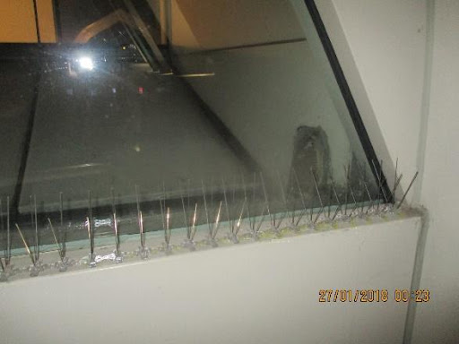 bird spikes as one way for pest bird control