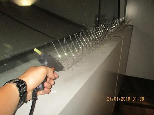 setting up bird spikes